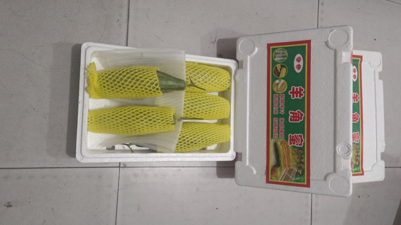 正山东精品羊角蜜甜瓜大量上市，欢迎有实力老板实地考察。