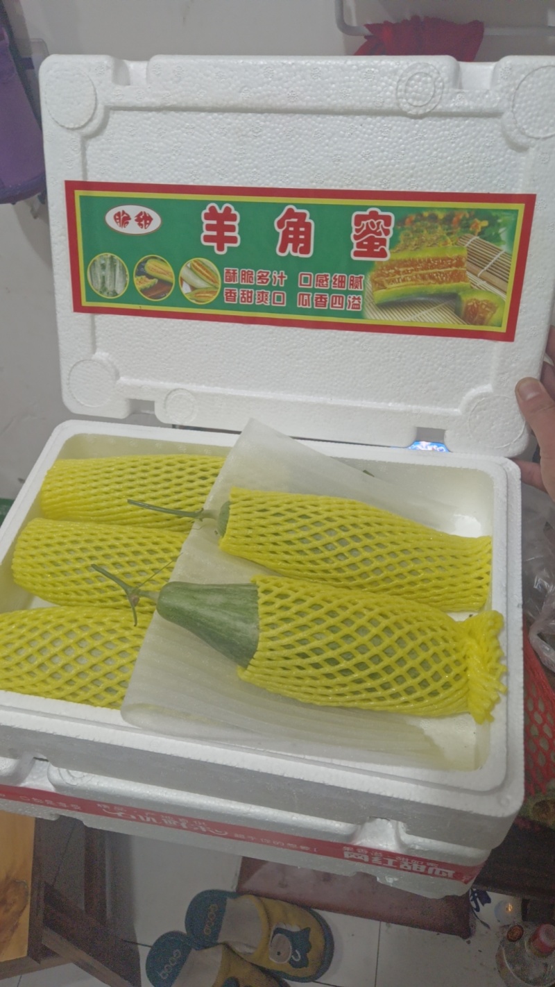 正山东精品羊角蜜甜瓜大量上市，欢迎有实力老板实地考察。