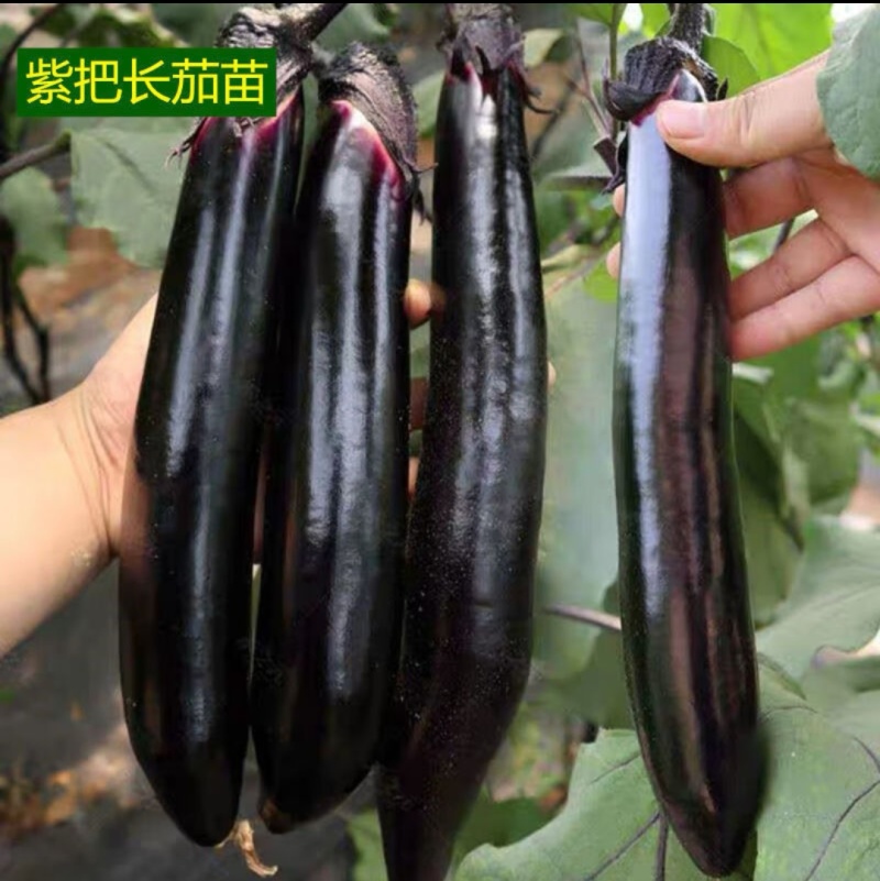 紫把长茄嫁接苗绿把长茄烧烤茄绿冠线茄大量现苗供应包技术