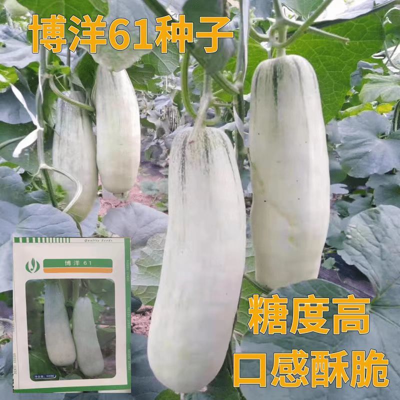 嫁接博洋九甜瓜苗直播苗品质保证苗场直发技术指导