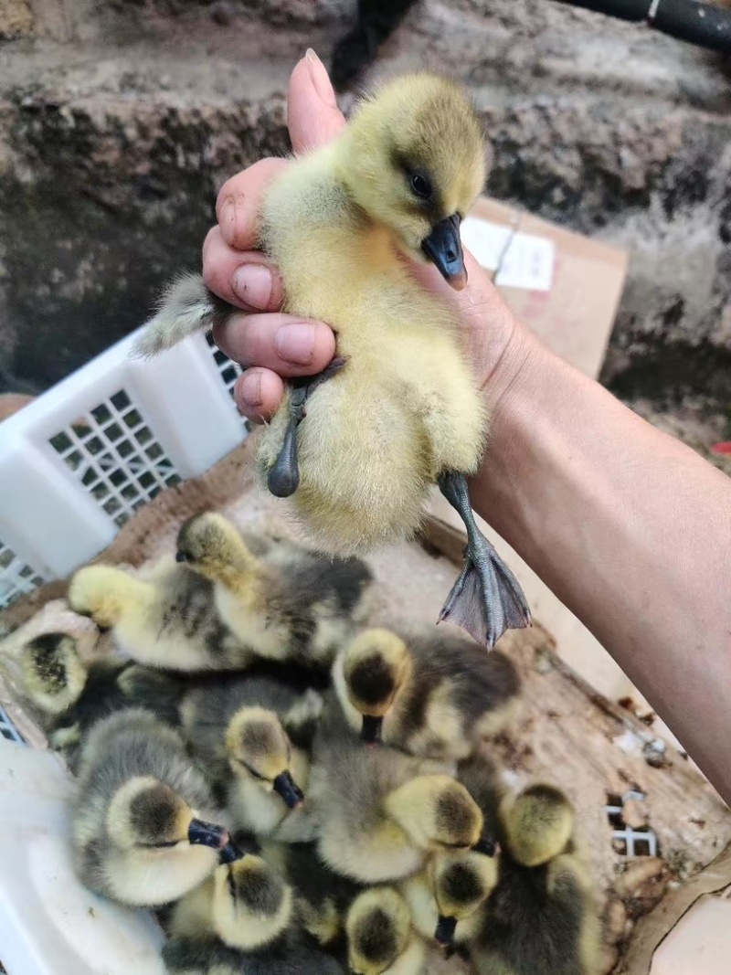 正品狮头鹅货体。纯种狮头鹅苗鹅苗潮汕狮头鹅三花鹅