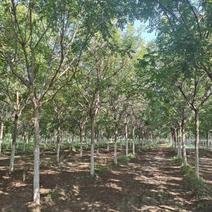 河北保定栾树8-12公分栾树质量一级提供技术指导电联