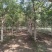 河北保定栾树8-12公分栾树质量一级提供技术指导电联