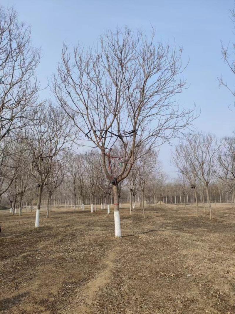 河北保定栾树8-12公分栾树质量一级提供技术指导电联