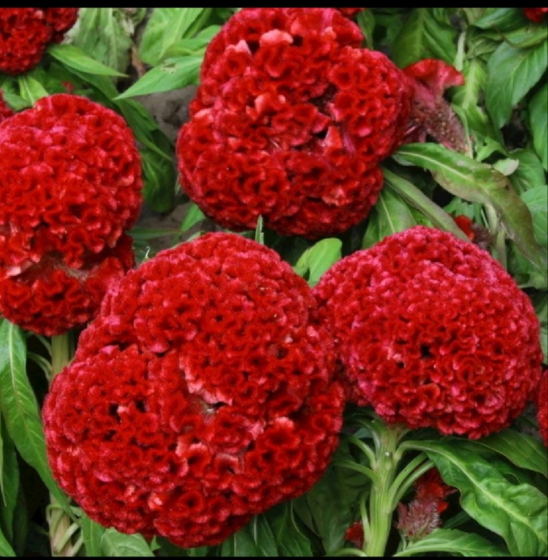 鸡冠花种子鸡冠花扇状鸡冠四季播草花种子包出芽包回收产量高