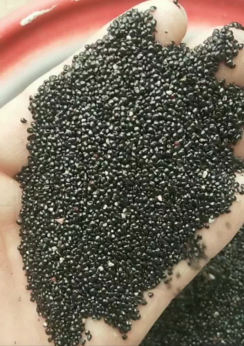 鸡冠花种子鸡冠花扇状鸡冠四季播草花种子包出芽包回收产量高