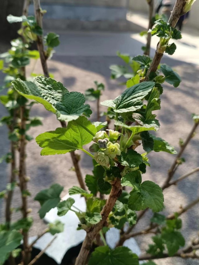 黑加仑苗南北方种植，抗寒耐热，挂果早，好管理