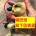 正品狮头鹅货体。纯种狮头鹅苗鹅苗潮汕狮头鹅三花鹅