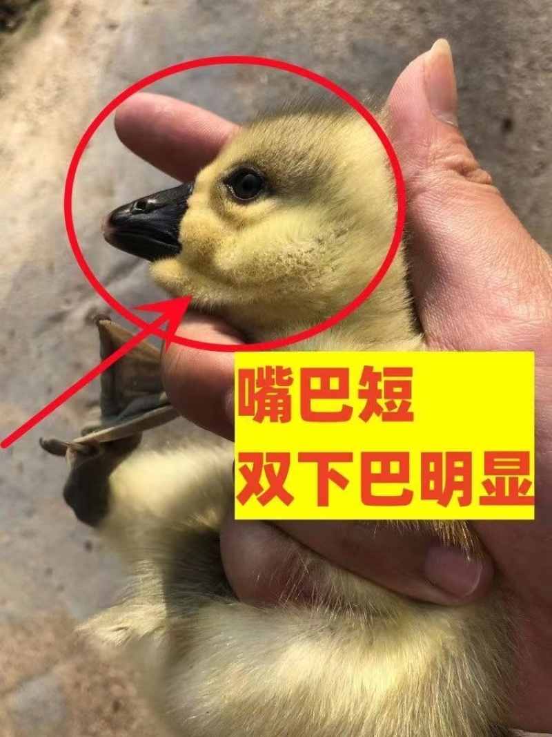 正品狮头鹅货体。纯种狮头鹅苗鹅苗潮汕狮头鹅三花鹅