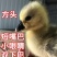 正品狮头鹅货体。纯种狮头鹅苗鹅苗潮汕狮头鹅三花鹅