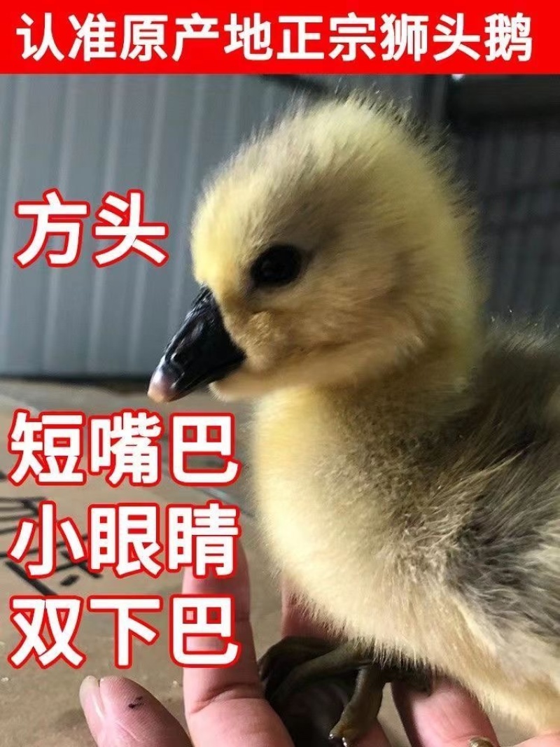 正品狮头鹅货体。纯种狮头鹅苗鹅苗潮汕狮头鹅三花鹅