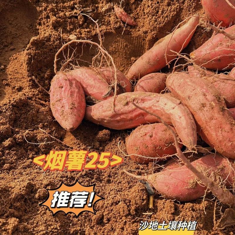 实力推荐《烟薯25号》山东红薯规格齐全现货供应全国发货