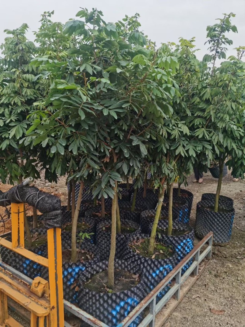 龙眼，直生苗嫁接苗，头径1公分-25公分，大量出售