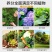 花卉营养液，通用型，全面营养，调节生长，全国发货量大优惠