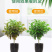 花卉营养液，通用型，全面营养，调节生长，全国发货量大优惠