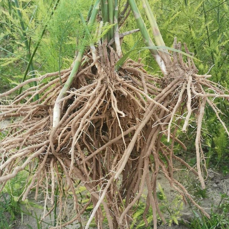 芦笋苗根粗苗壮成活率高抗病性强丰产稳产适宜四季栽培