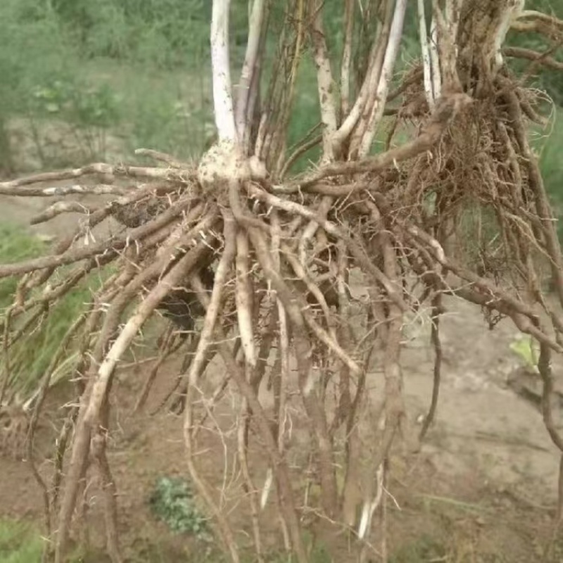 芦笋苗根粗苗壮成活率高抗病性强丰产稳产适宜四季栽培