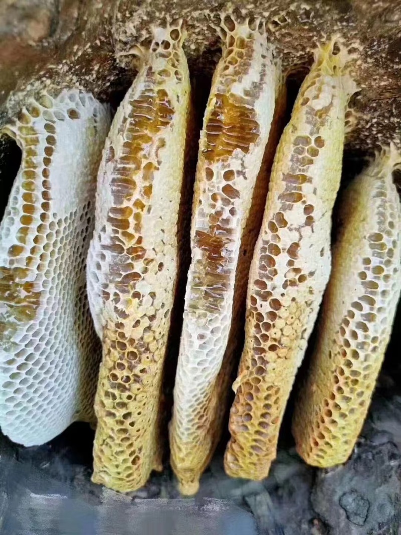 野生蜂蜜