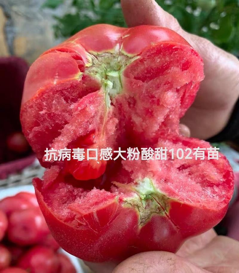 荷兰原装进口普罗旺斯精品西红柿苗口感好产量高常年有苗