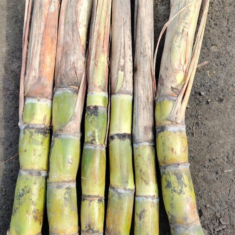 黑皮甘蔗种大量从优，本人就是讲诚信，致电有优惠，产地