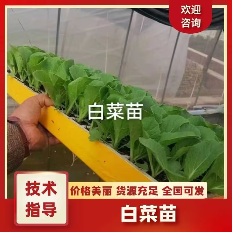 白菜苗抗大根病，大白菜苗，大量可以栽了货源充足欢迎咨询