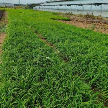 大花萱草