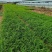 大花萱草