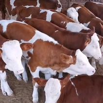 西门塔尔牛犊价格牛源充足3-6个月小公牛肉牛犊养殖场直销