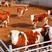 西门塔尔牛犊价格牛源充足3-6个月小公牛肉牛犊养殖场直销