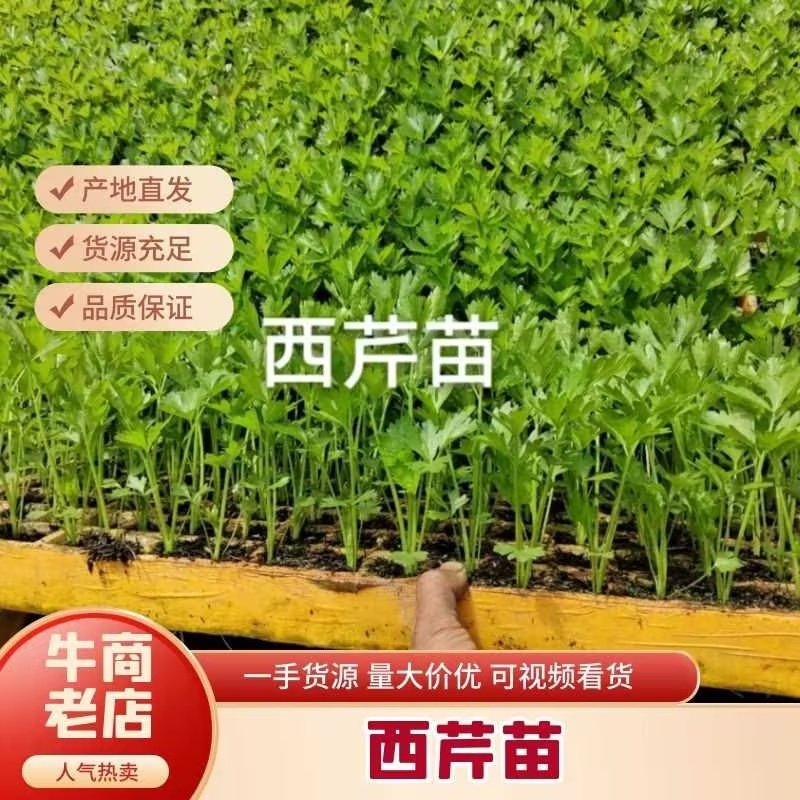【推荐】云南玉溪西芹苗货源充足量大价优对接全国欢迎采购