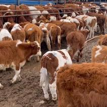 纯种西门塔尔牛苗小牛犊西门塔尔小牛崽价格西门塔尔牛犊养殖