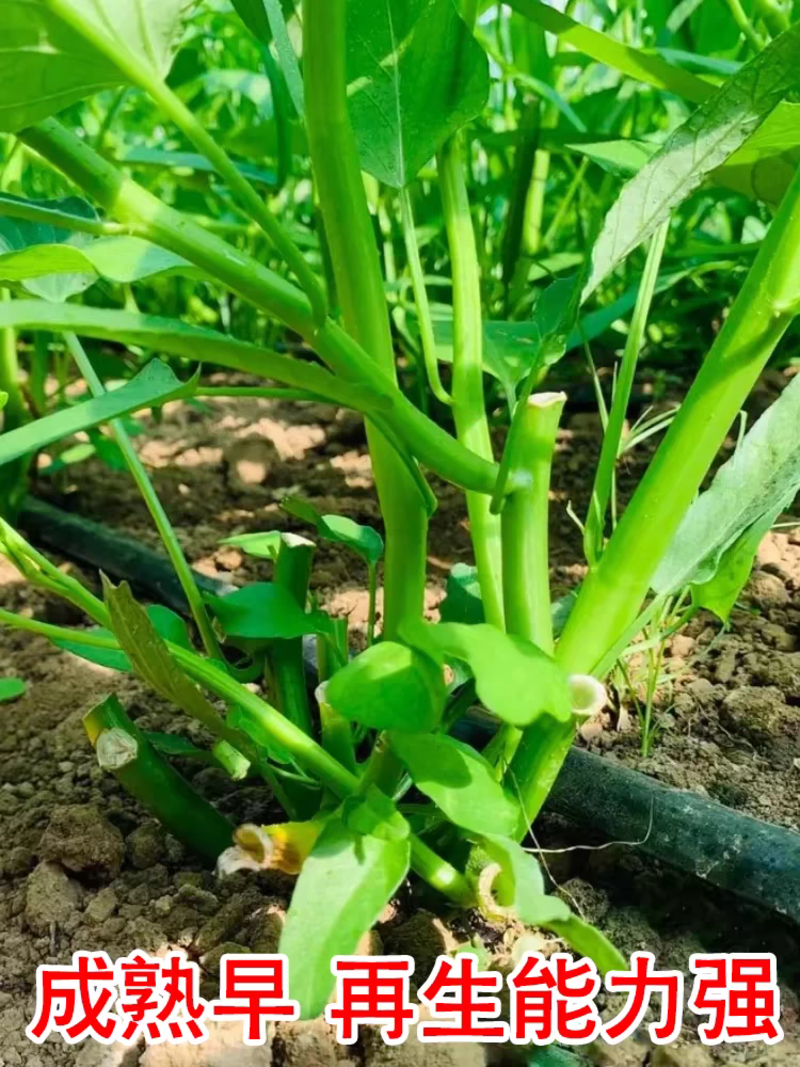 金盛达三叉空心菜种子旱地水地蔬菜种籽梗粗淡绿色春秋播种