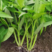 金盛达三叉空心菜种子旱地水地蔬菜种籽梗粗淡绿色春秋播种