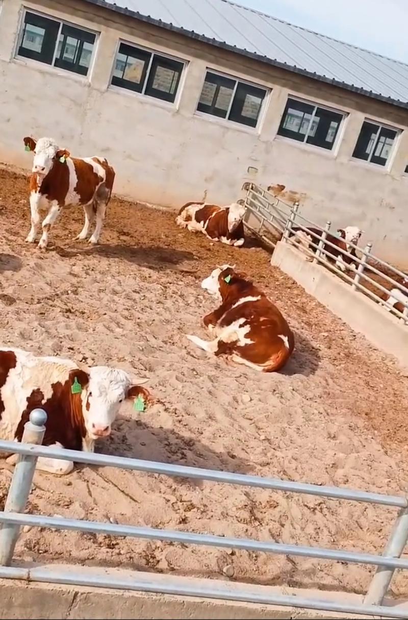 纯种西门塔尔牛苗小牛犊西门塔尔小牛崽价格西门塔尔牛犊养殖