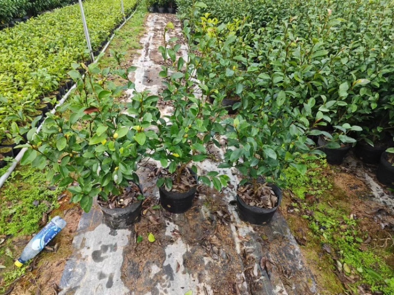 含笑花福建漳州场地直销