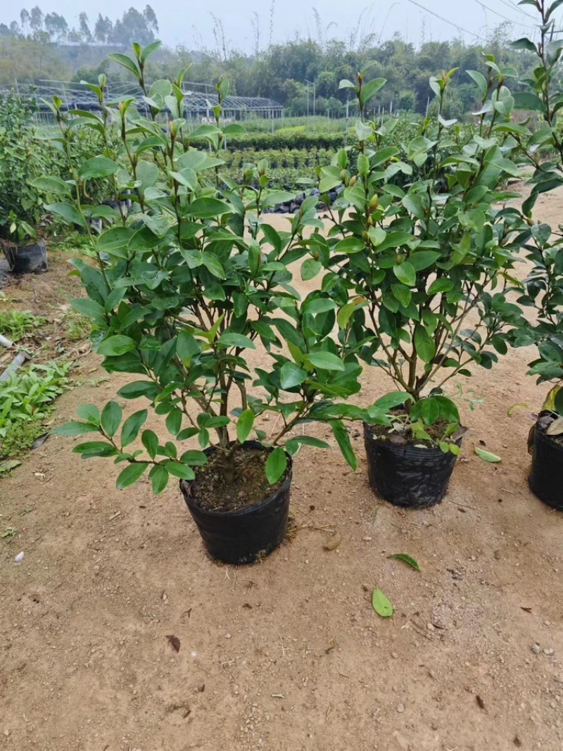 含笑花福建漳州场地直销