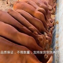 易养殖育肥鲁西黄牛犊适应力强饲养简单散养肉牛犊小黄牛