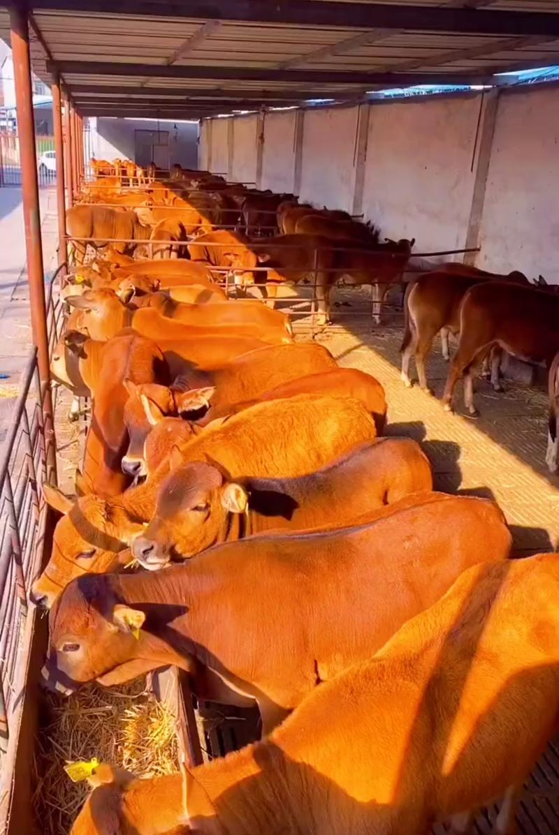 易养殖育肥鲁西黄牛犊适应力强饲养简单散养肉牛犊小黄牛