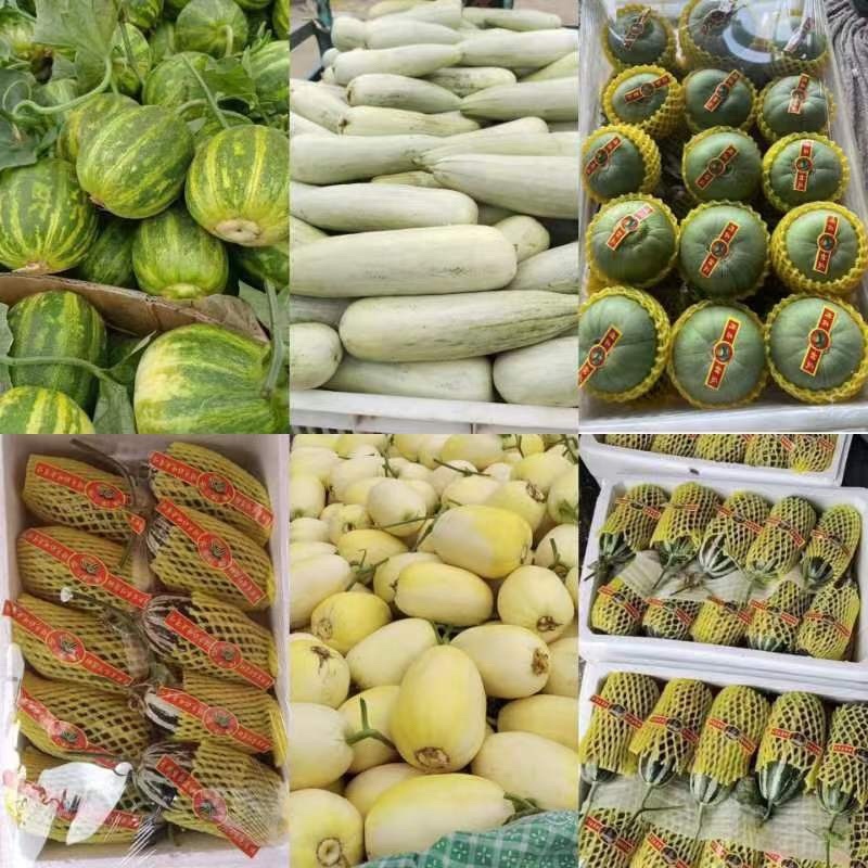 羊角蜜博洋61头茬甜瓜大量上市对接市场超市