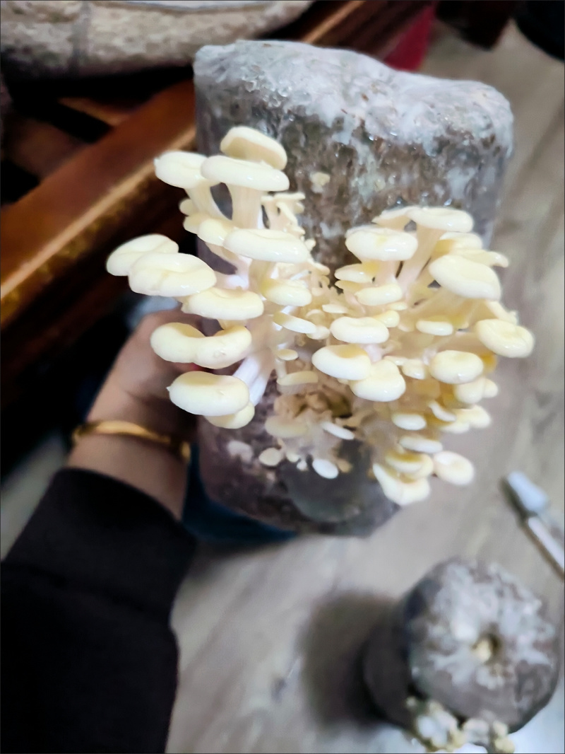 菌种家种蘑菇菌包家庭室内种电商专用量大从优