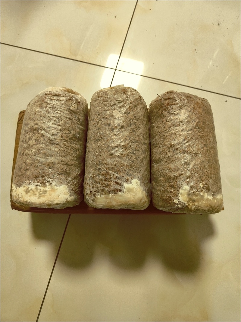 菌种家种蘑菇菌包家庭室内种电商专用量大从优