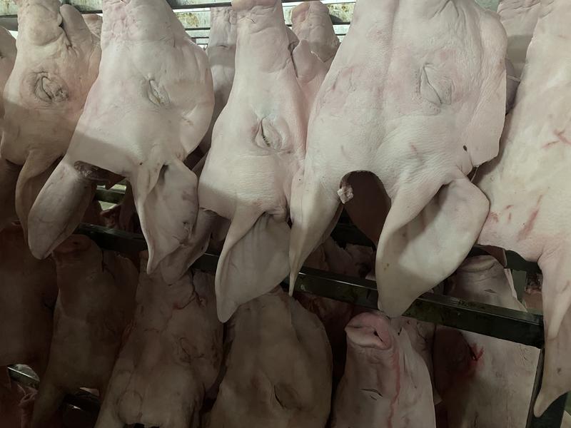 【精品猪头】陕西工厂直供一手货源质量保证欢迎订购