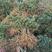 四季金银花树，苗高产抗旱抗寒，植株旺盛，连续采摘30年