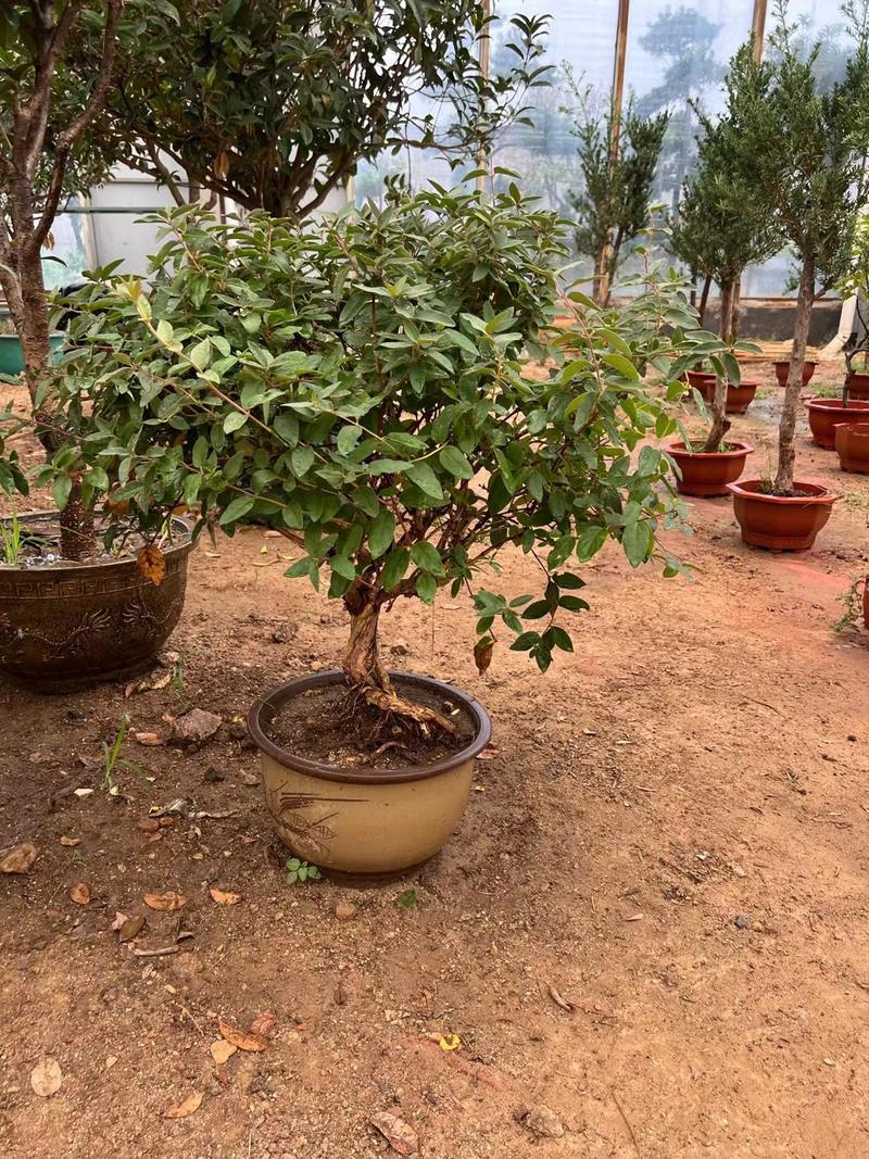 四季金银花树，苗高产抗旱抗寒，植株旺盛，连续采摘30年