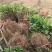 四季金银花树，苗高产抗旱抗寒，植株旺盛，连续采摘30年