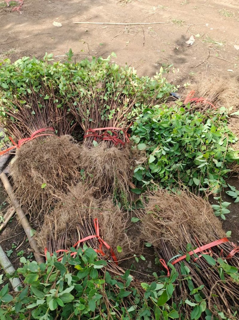 四季金银花树，苗高产抗旱抗寒，植株旺盛，连续采摘30年