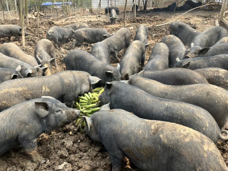 生态散养土黑猪（养殖周期一年以上，肉质鲜嫩保证）