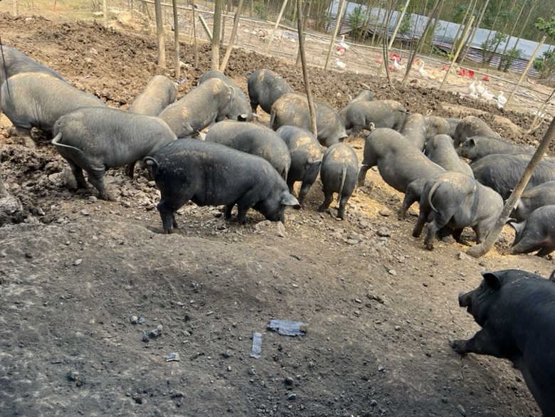 一片林地中的深州黑猪正在自由采食,猪只为黑色被毛、四肢健壮,周围设有遮阳棚和自动饮水器,地面铺设发酵床垫料,远处可见果树林立,展现种养结合的生态养殖模式 深州黑猪生态养殖场景