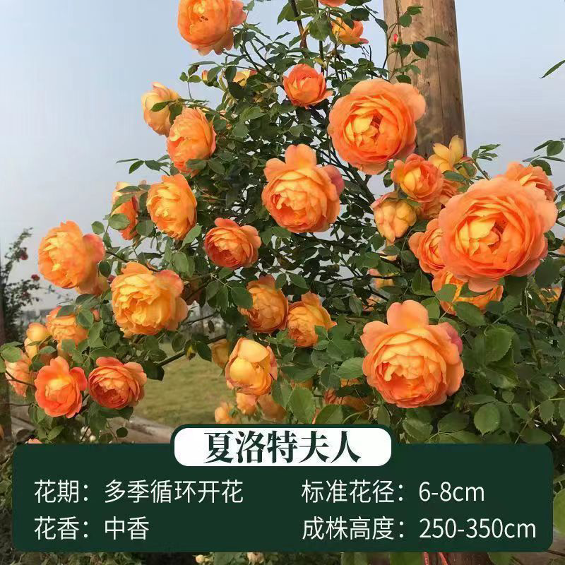 爬藤月季四季开花玫瑰月季花浓香型大花花卉盆栽