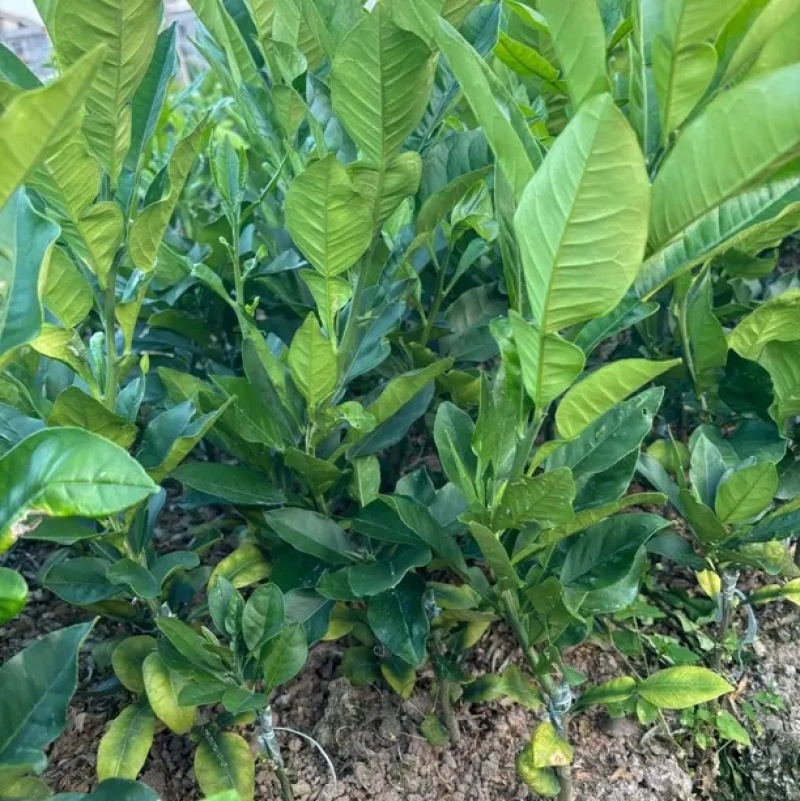 化州橘红苗黄龙一号正毛蜜叶橘红苗品种产量高基地发货